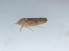 Ponana rubida