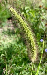 Setaria viridis major