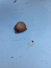 Araneus groenlandicola