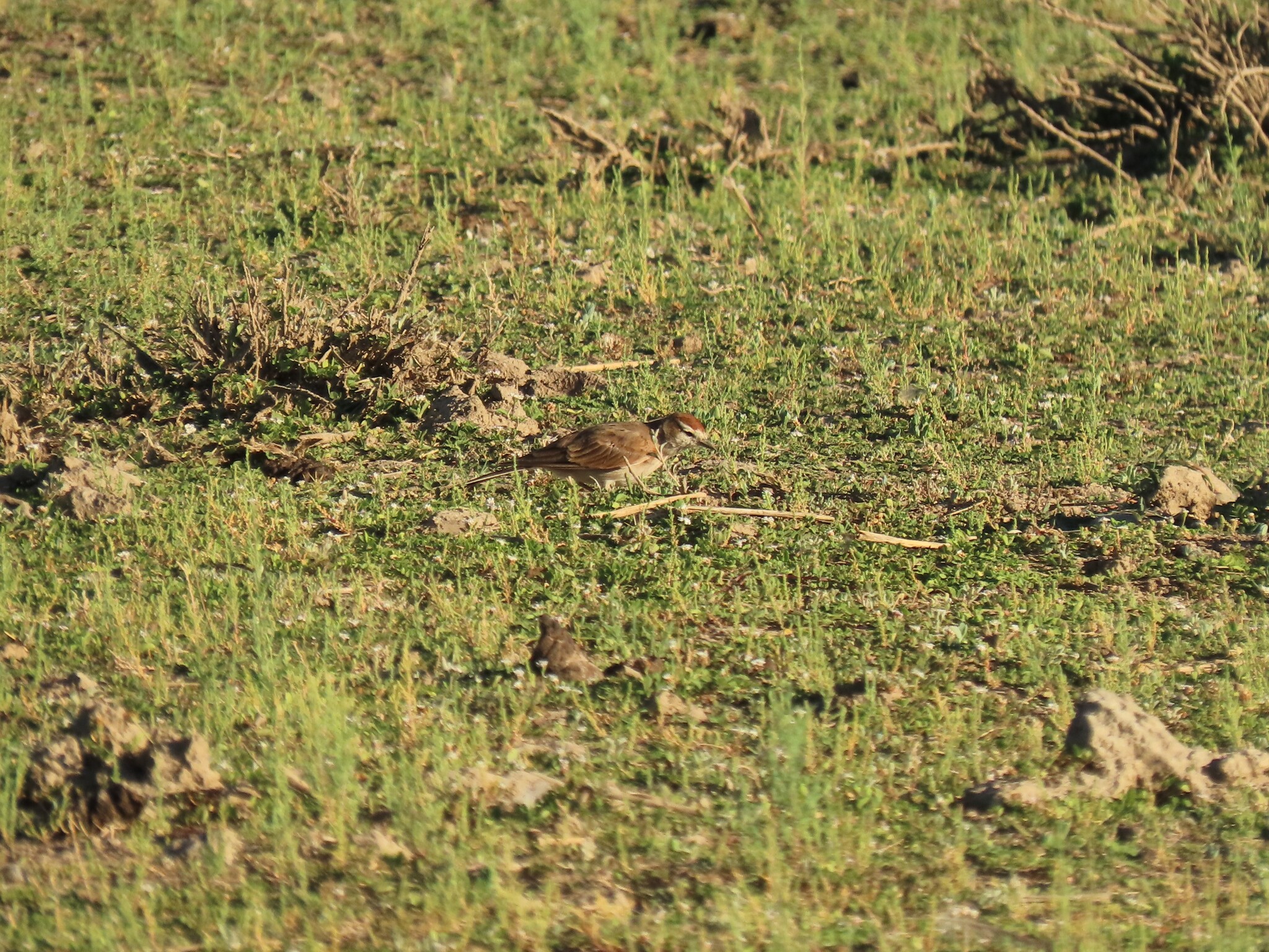 Red-capped Lark (Calandrella cinerea), photo 8