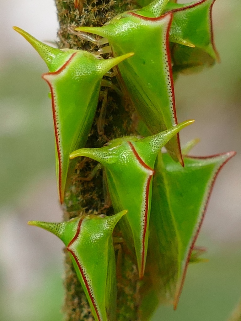 Alchisme ustulata