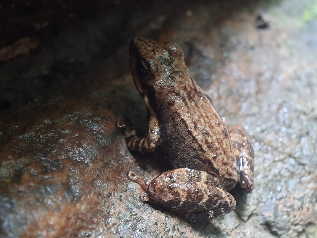 Cave Dancing Frog
