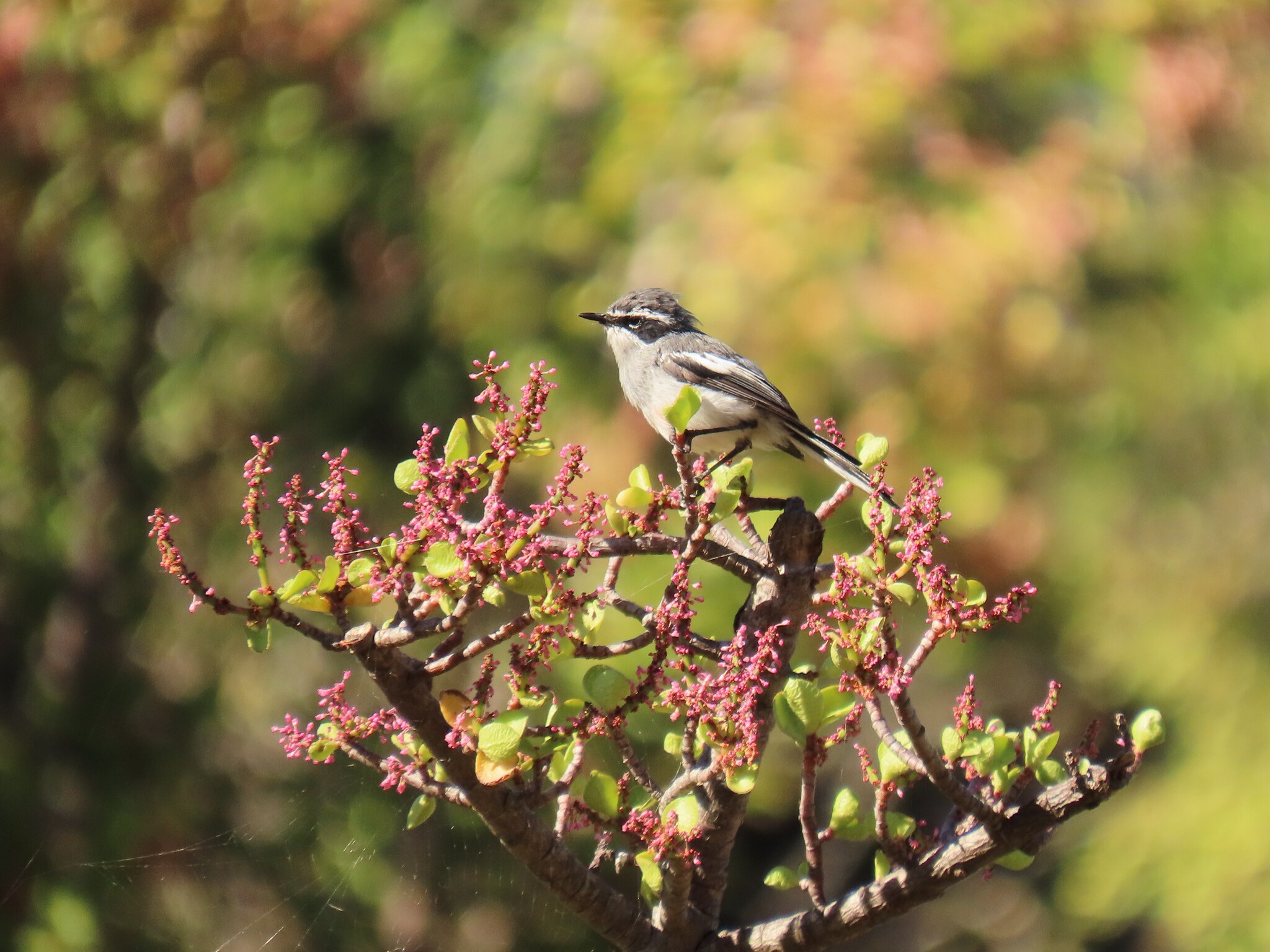 Fairy Flycatcher (Stenostira scita), photo 8