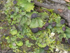Peltigeraceae