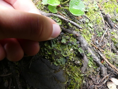 Peltigeraceae