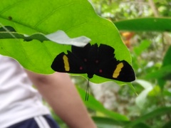 Melanis electron