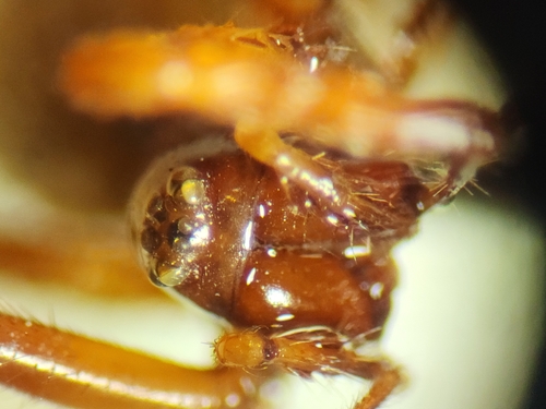 Pseudafroneta