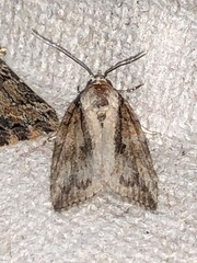 Balsinae