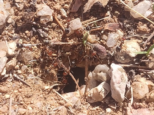 Endiodioctes