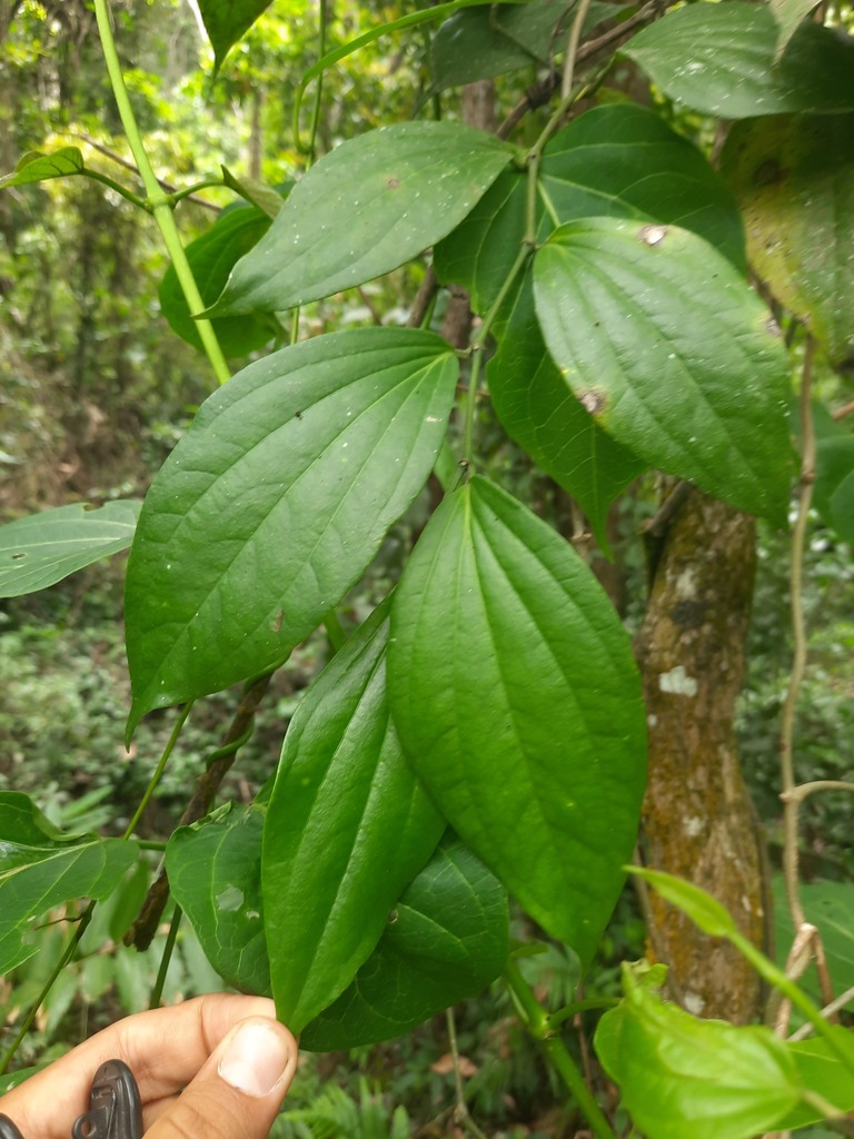Piper hymenophyllum (Piper hymenophyllum)