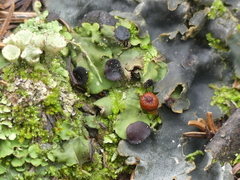 Peltigeraceae