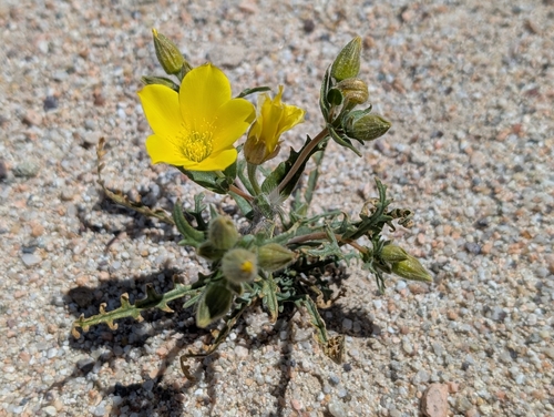 solitary blazing star (Mentzelia eremophila)