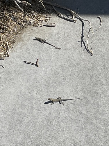 iNaturalist observation photo of Western Side-blotched Lizard
