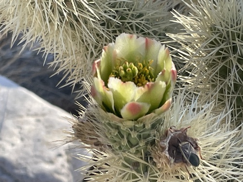 iNaturalist observation photo of Teddybear Cholla