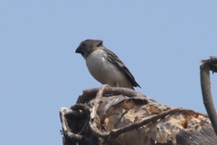 Sporophila telasco