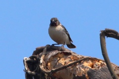 Sporophila telasco