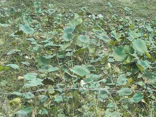 Sacred Lotus