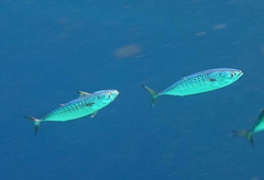 Frigate Tuna photo 5