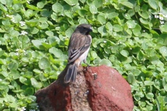 Sporophila telasco