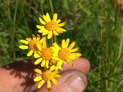 Packera pseudaurea