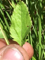 Packera pseudaurea