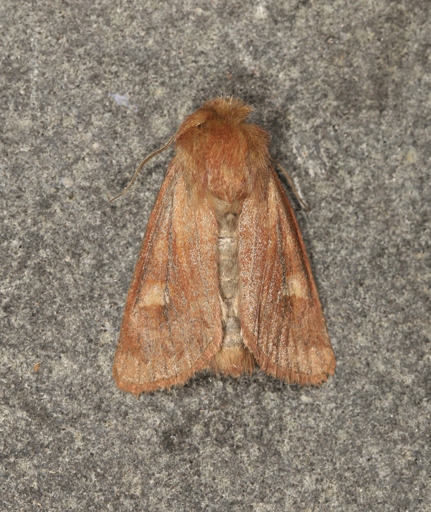 Resapamea innota