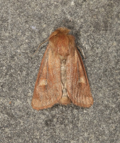 Resapamea innota