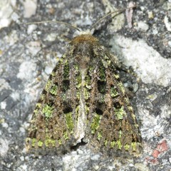 Paramiana smaragdina