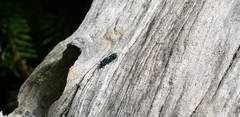 Chrysidoidea