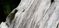 Chrysidoidea