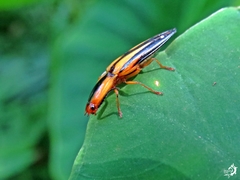 Semiotus bilineatus
