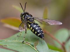 Stictia