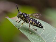 Stictia