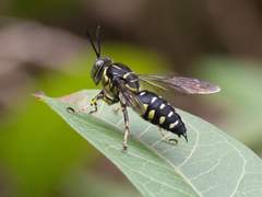 Stictia