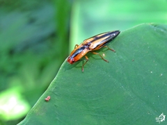 Semiotus bilineatus