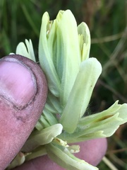 Castilleja cusickii