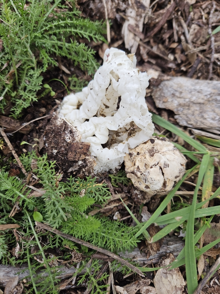Ileodictyon cibarium · April 2025 · photo: © tyler_mcbeth (iNaturalist, cc-by-nc)