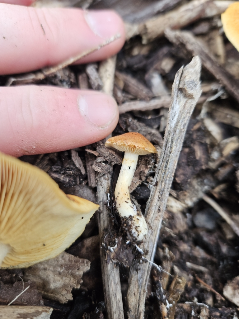 Gymnopilus penetrans · April 2025 · photo: © tyler_mcbeth (iNaturalist, cc-by-nc)