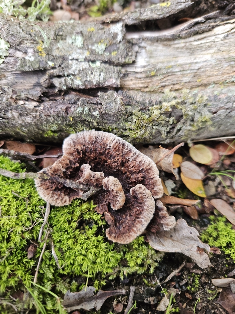 Thelephora terrestris · April 2025 · photo: © tyler_mcbeth (iNaturalist, cc-by-nc)
