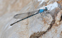 Argia