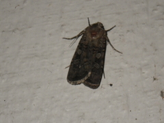 Noctuinae