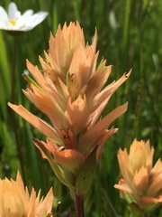 Castilleja gracillima