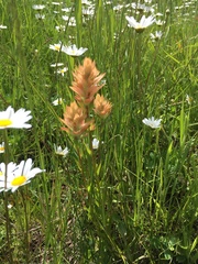 Castilleja gracillima