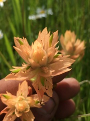 Castilleja gracillima