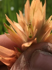 Castilleja gracillima