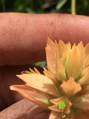 Castilleja gracillima