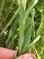 Castilleja gracillima