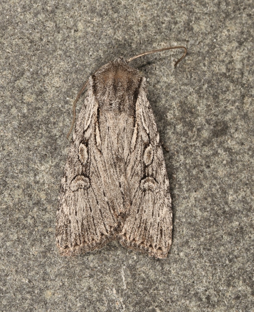 Xestia vernilis