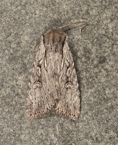 Xestia vernilis