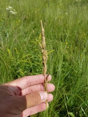 Calamagrostis stricta